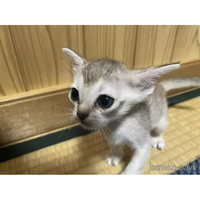 販売中の広島県のシンガプーラ-121626の2枚目